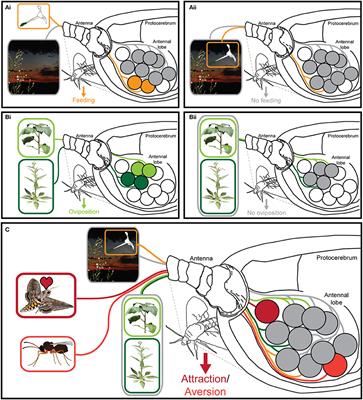 Combinatorial Codes and Labeled Lines: How Insects Use Olfactory Cues to Find and Judge Food, Mates, and Oviposition Sites in Complex Environments